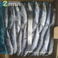 Frozen Pacific Saury  High Quality from China